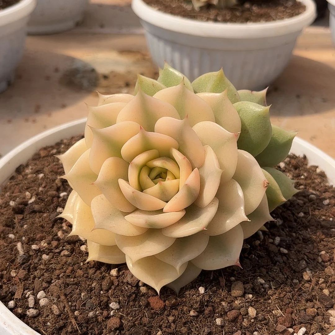 寄养链接的肉肉的肉肉