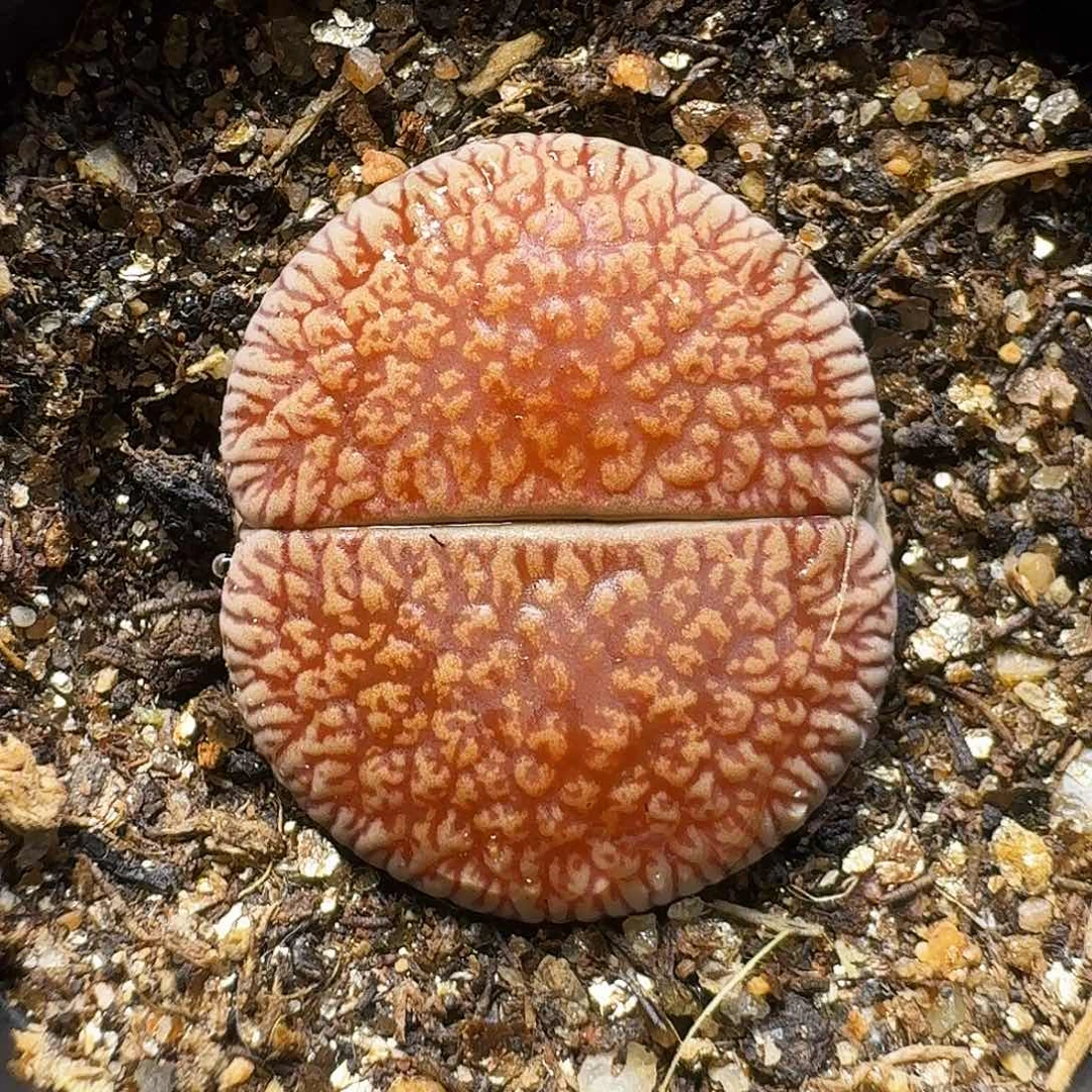 生石花的季节1111111。   308