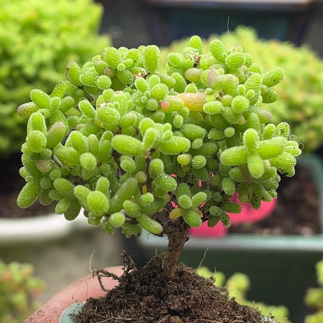 40蜜桔带盆优选枝干番杏