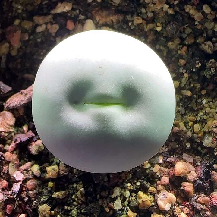 孙***英哈哈哈哈哈哈哈哈276