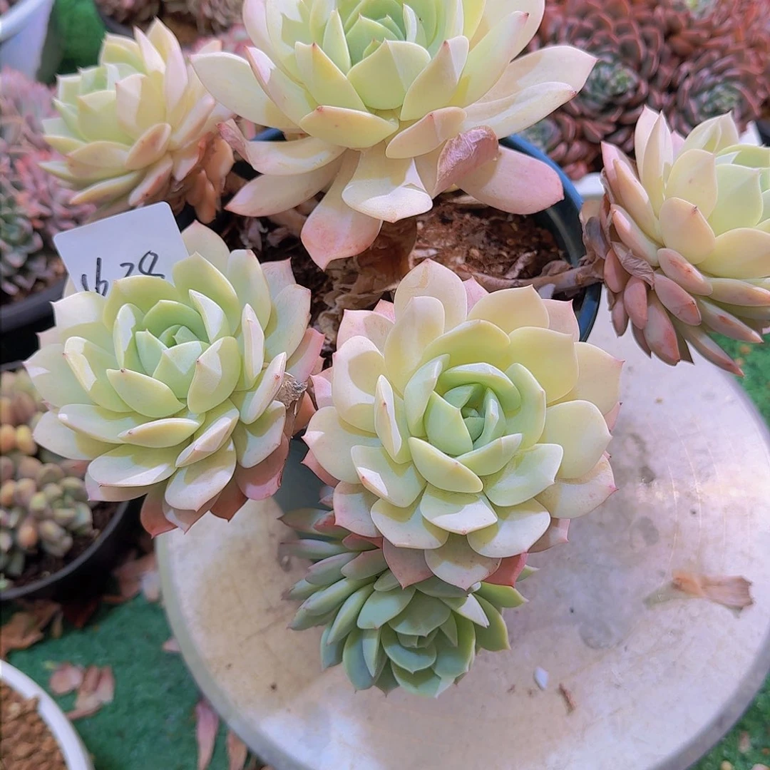 A****1638恋曲多肉植物