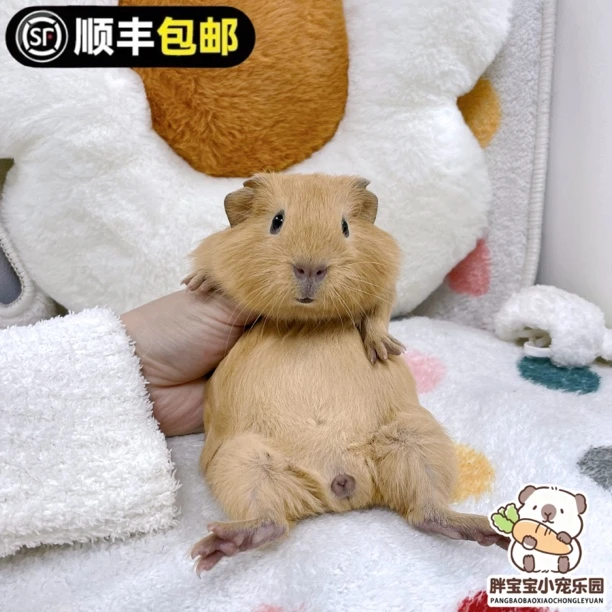 黄英短弟弟 豚鼠活体