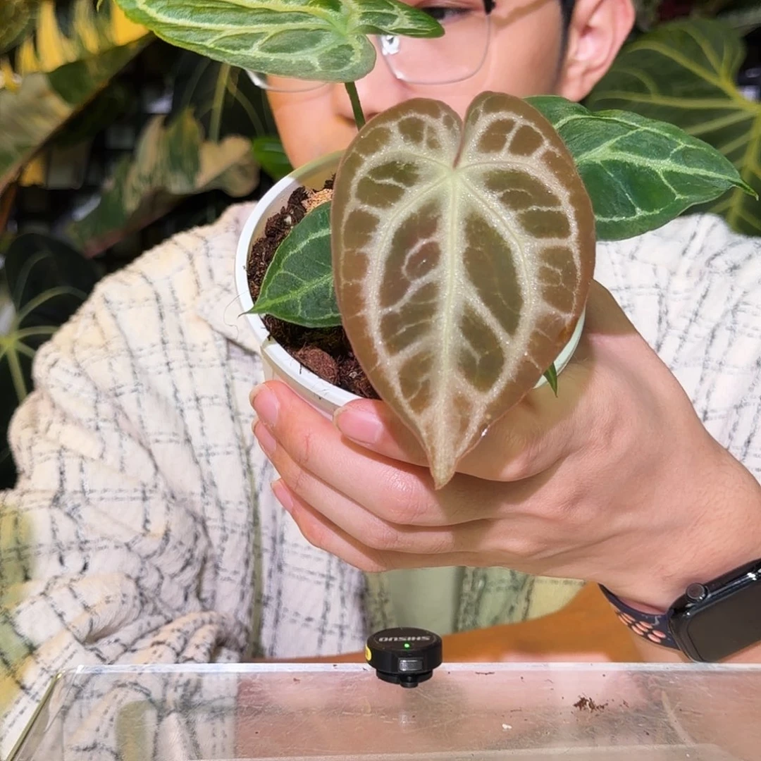 完全开放R82粉柠檬杂银色闪光