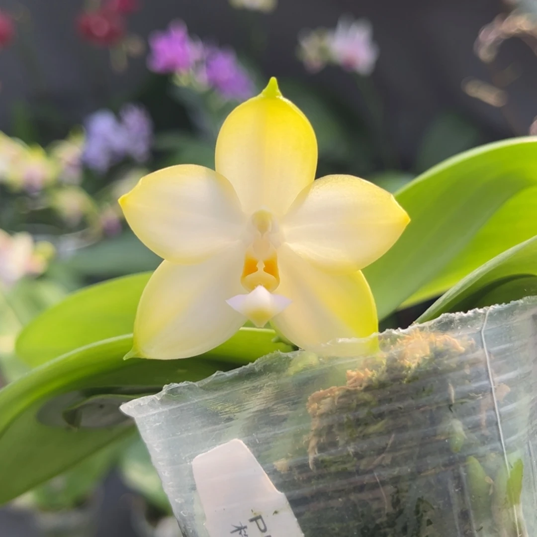 完全开放2.5寸盲盒开花株