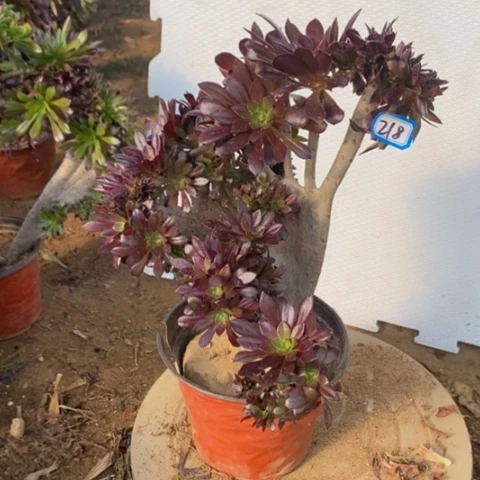 黑法师缀一物一拍