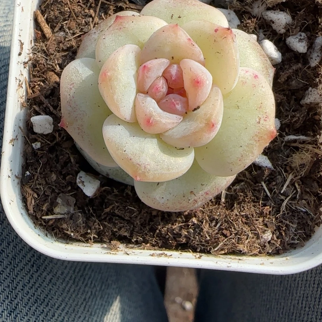 多肉小卡拉米糖心一物一拍