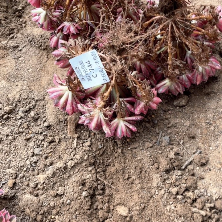 大***创744云雀多肉法师一组