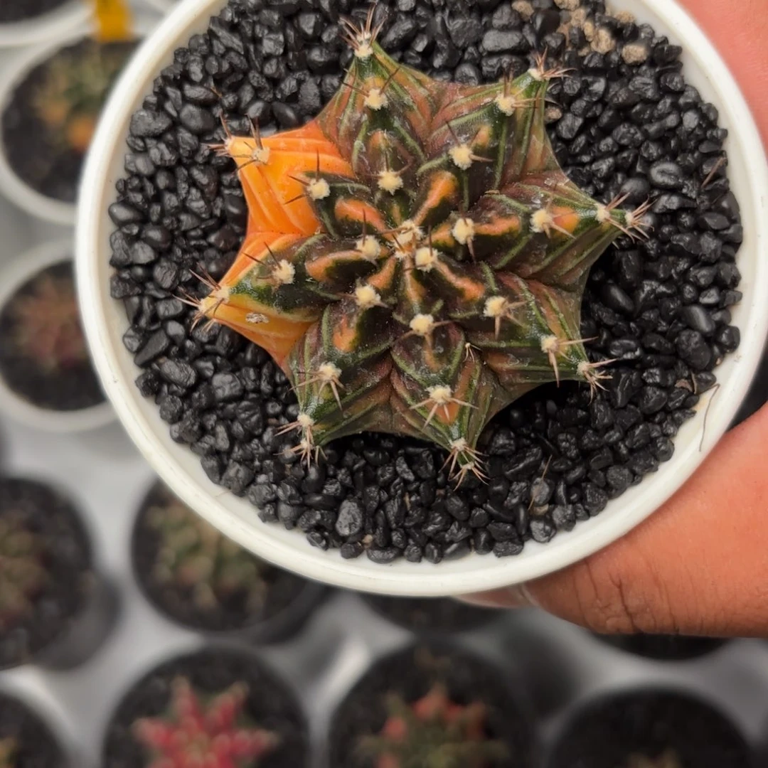 104-1123泰国发货多肉