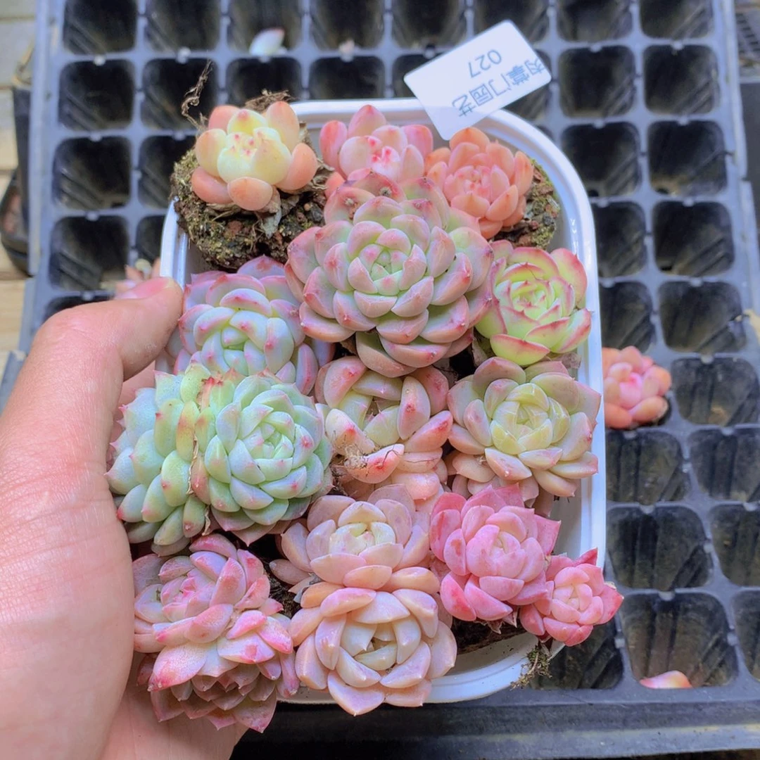 我要去看你了啊027