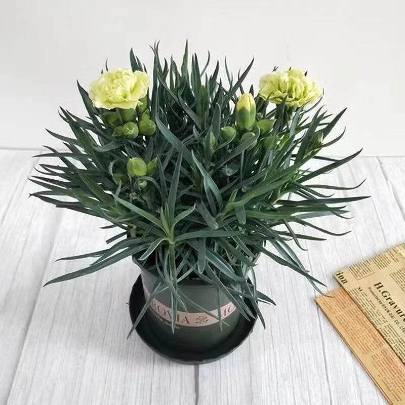 康乃馨【抹茶绿】盆栽带花苞四季开花阳台庭院绿植花卉好养活