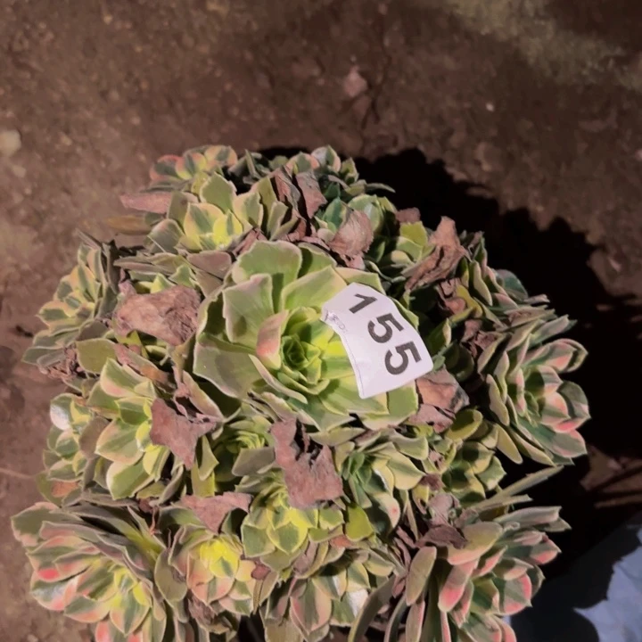155男神多肉植物不售后