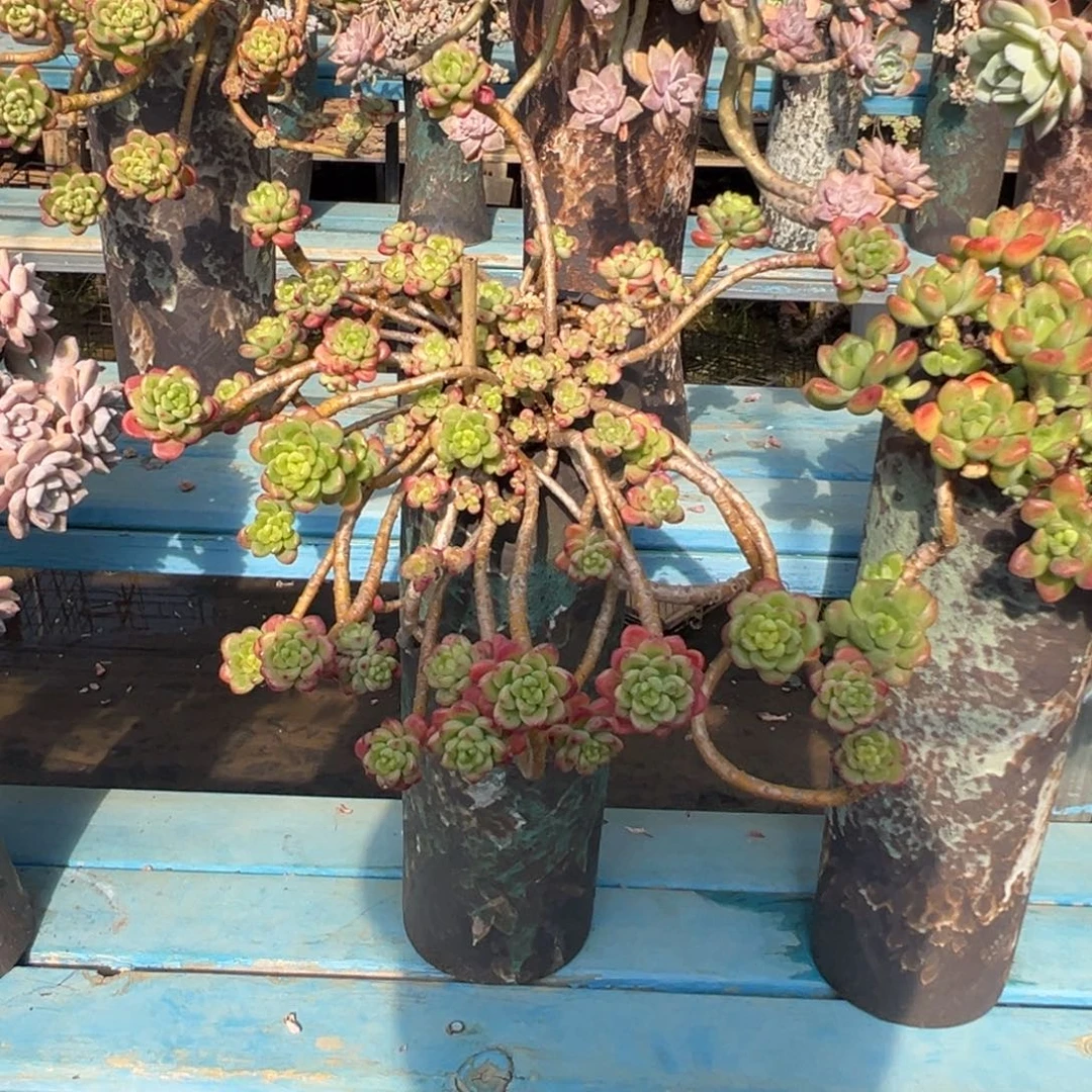 精品香格里拉妖桩 裸肉