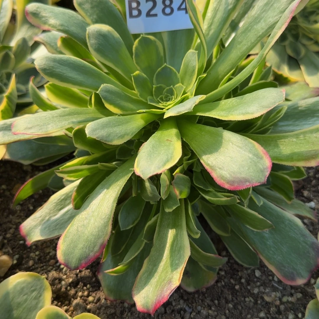 284特斯拉。多肉植物