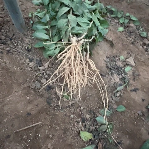 明****的08号十棵叶仙苗，，，