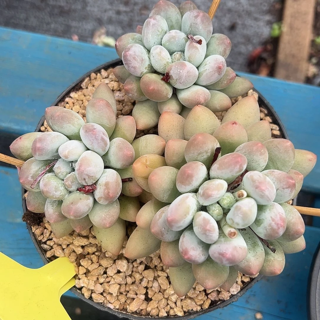 526016 萝莉奶群生特价