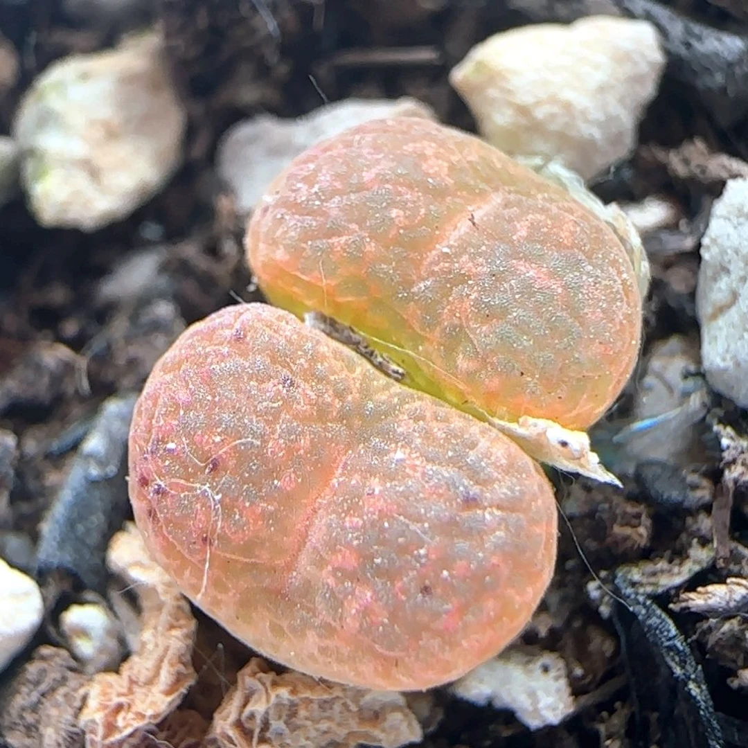 5.11.39/粉橙色小k勋/