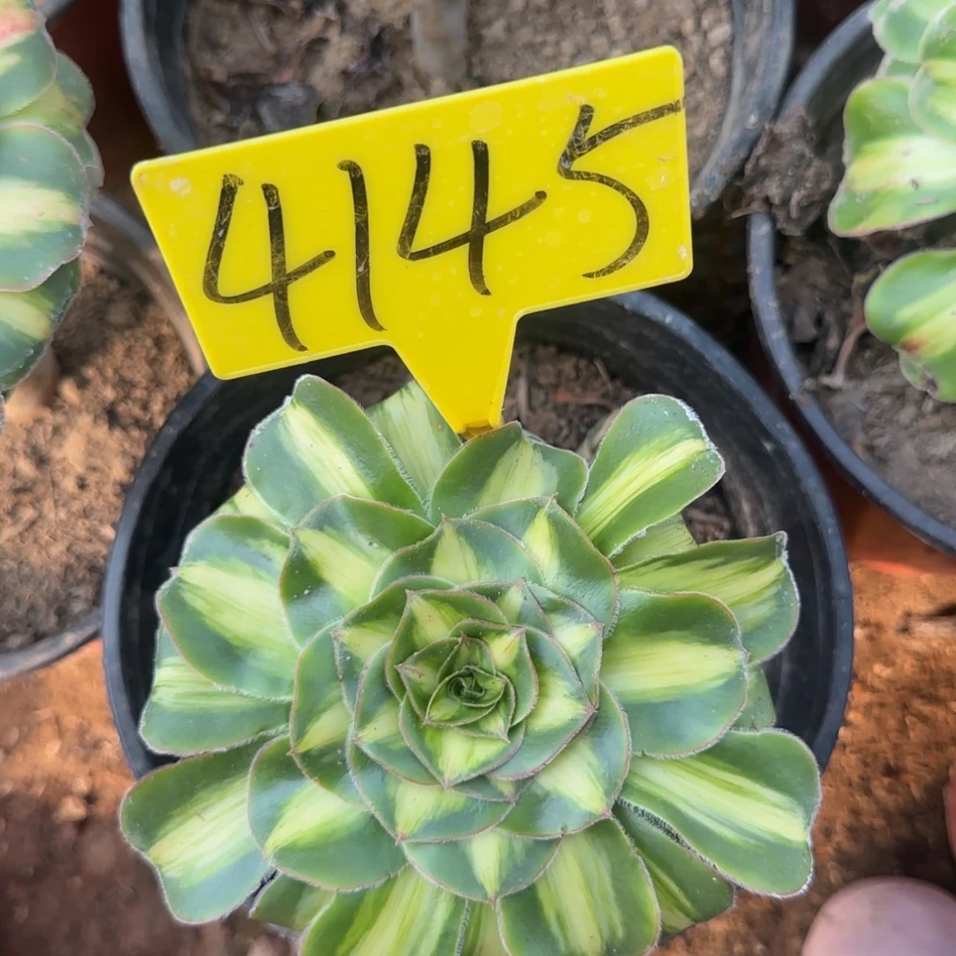 4145暴君多头多肉植物