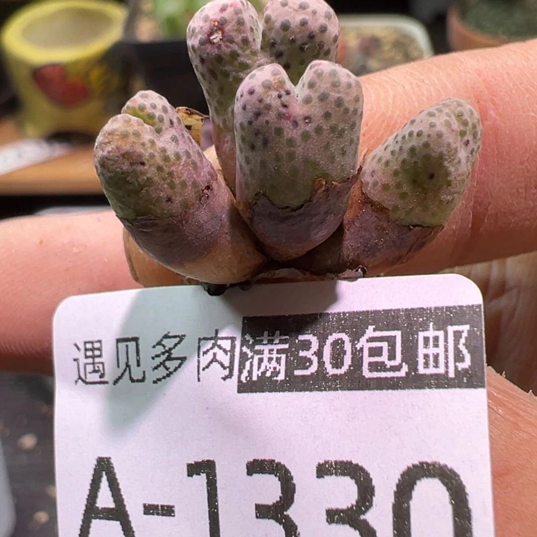 多肉植物1111111111111