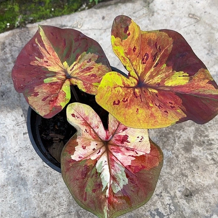 60-1201月光广东现货