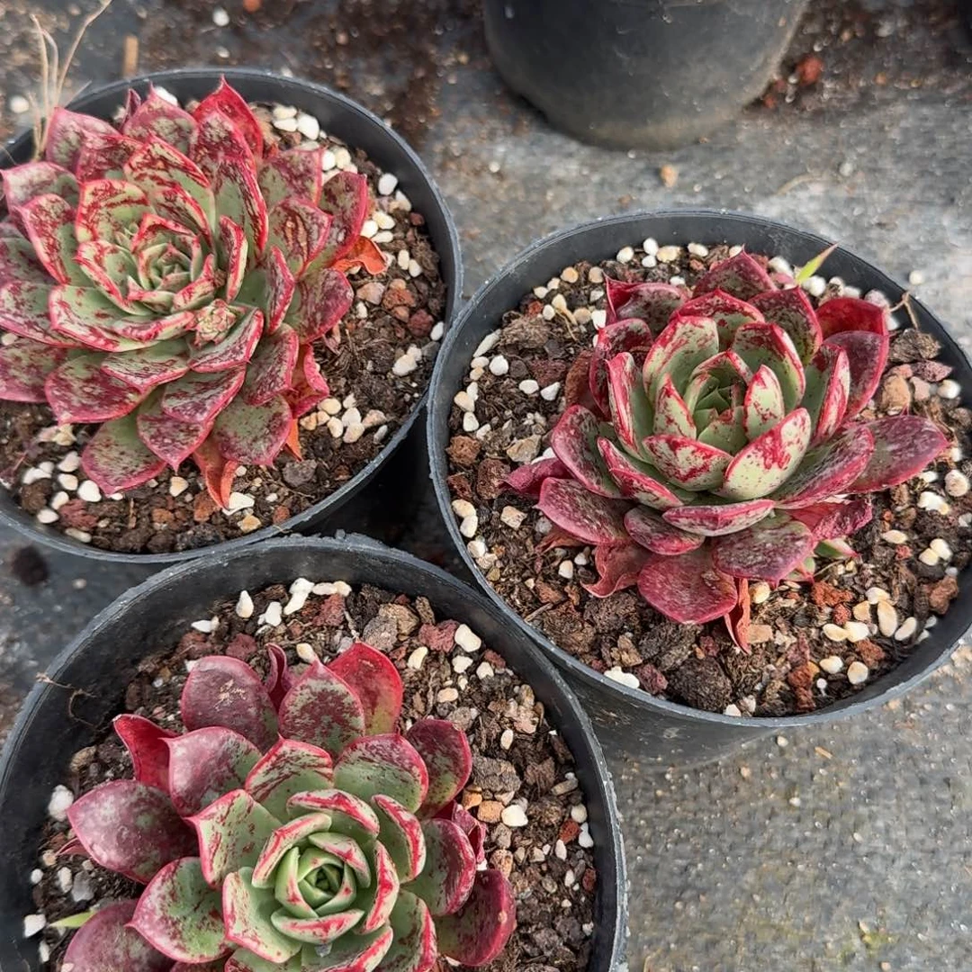 雪般不带盆三颗量拍1-31