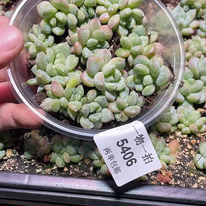 晓***晓5406多肉植物一物一拍