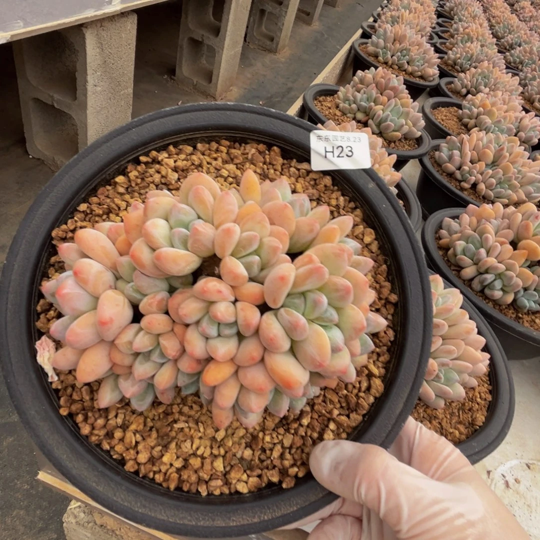 幸***️h23香水群生呀呀呀呀