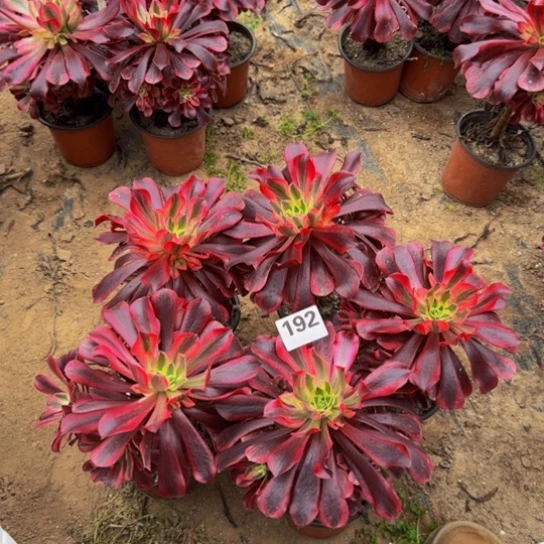 美杜莎5棵3号棚192