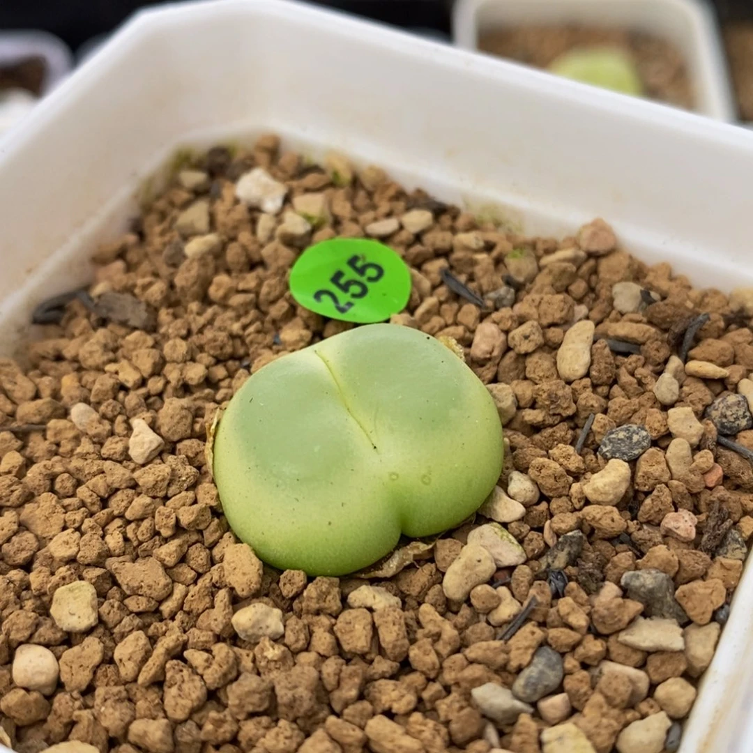 拉登带盆2.1+多肉255