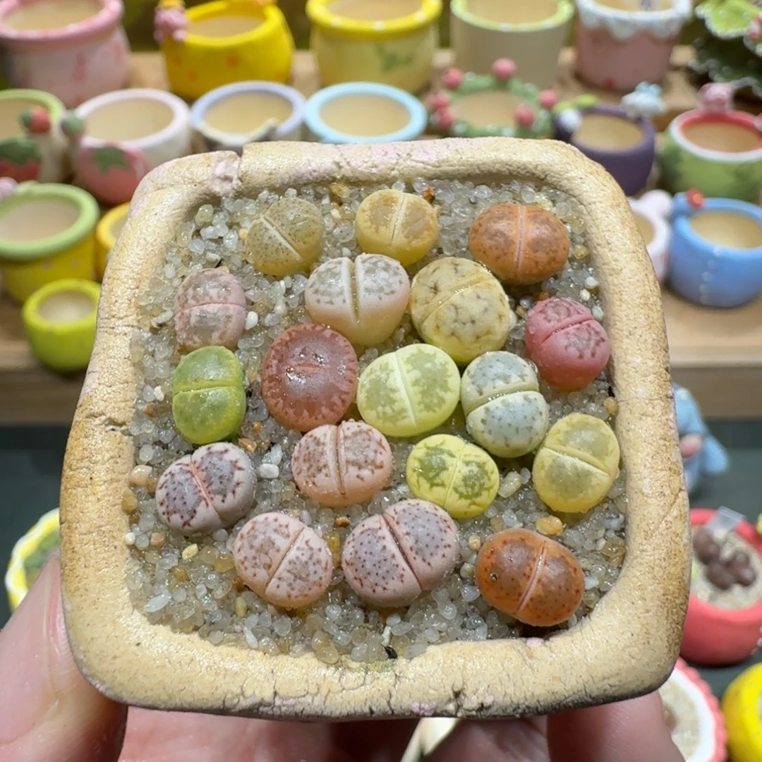 蘑菇1128彩拼多肉植物
