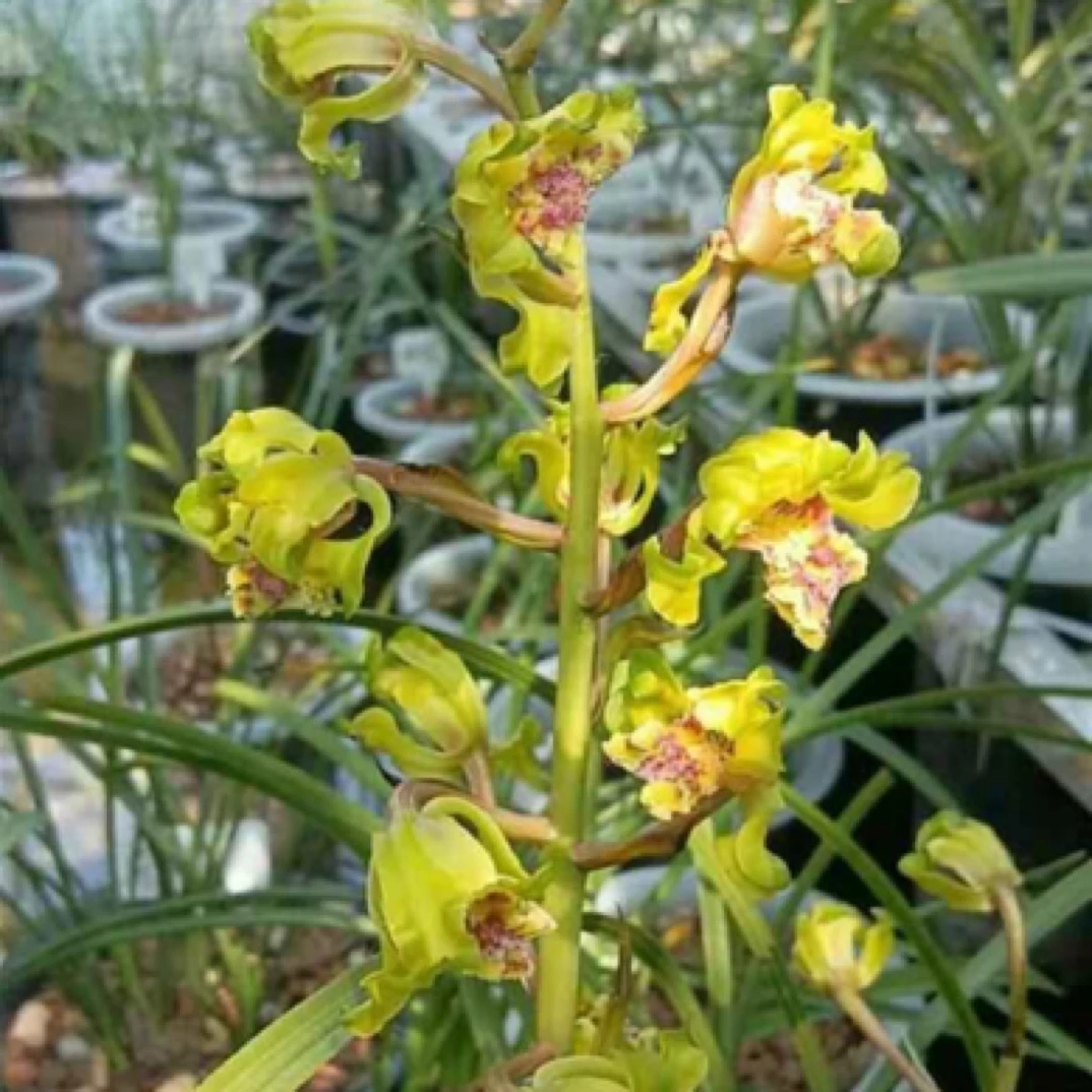 蕙兰（大白菜）3苗草基地直发