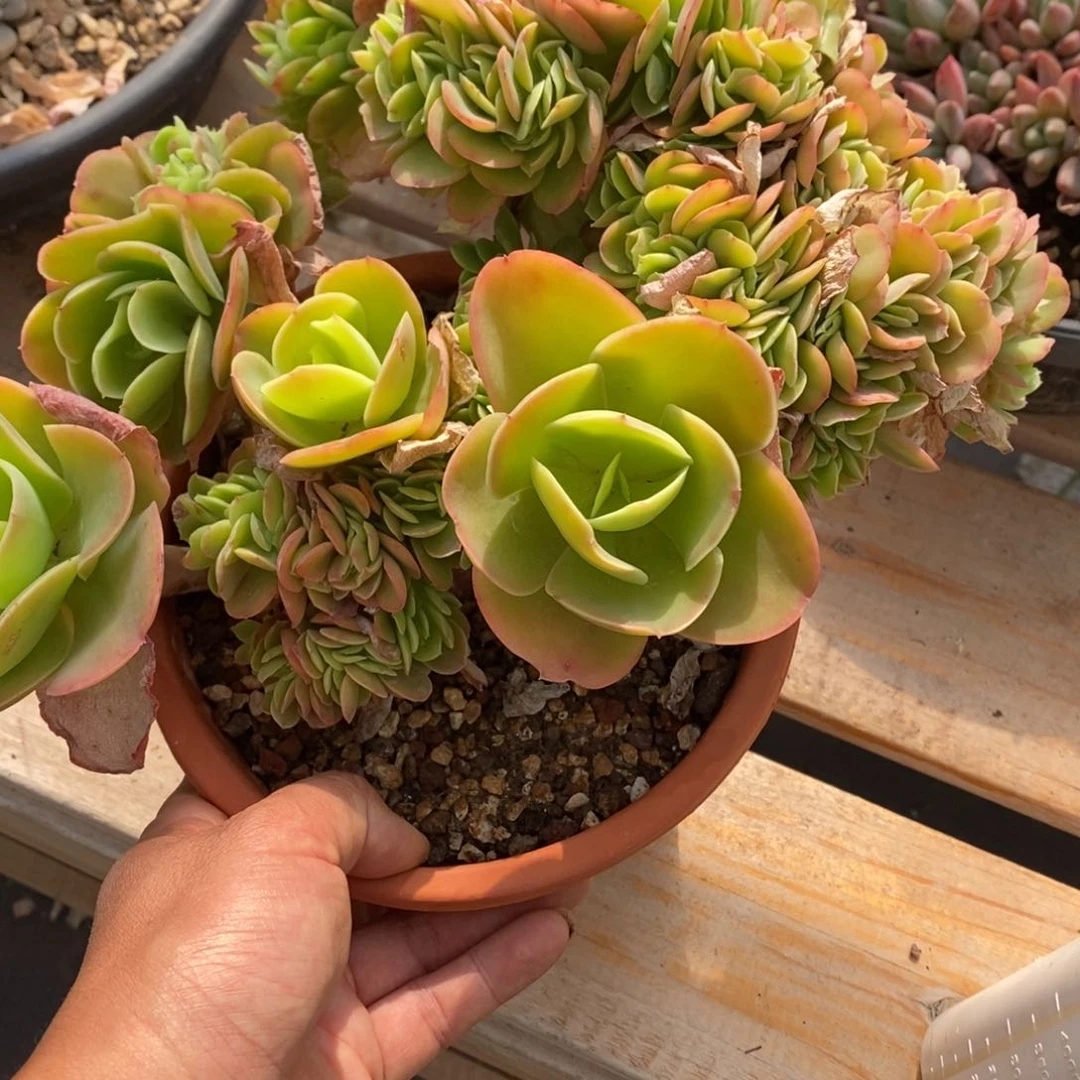 多肉植物一物一拍