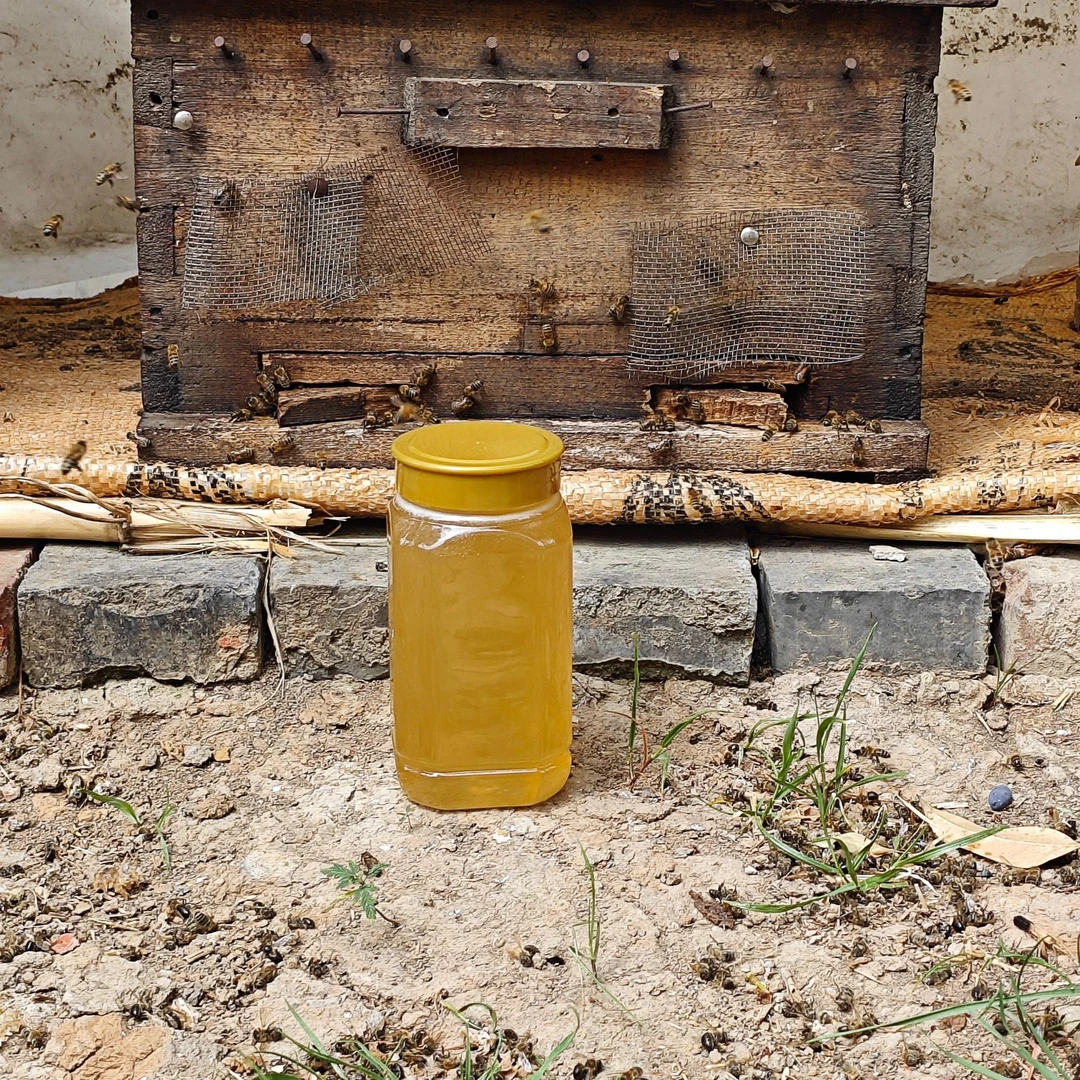 25年新蜜油菜蜂农自养