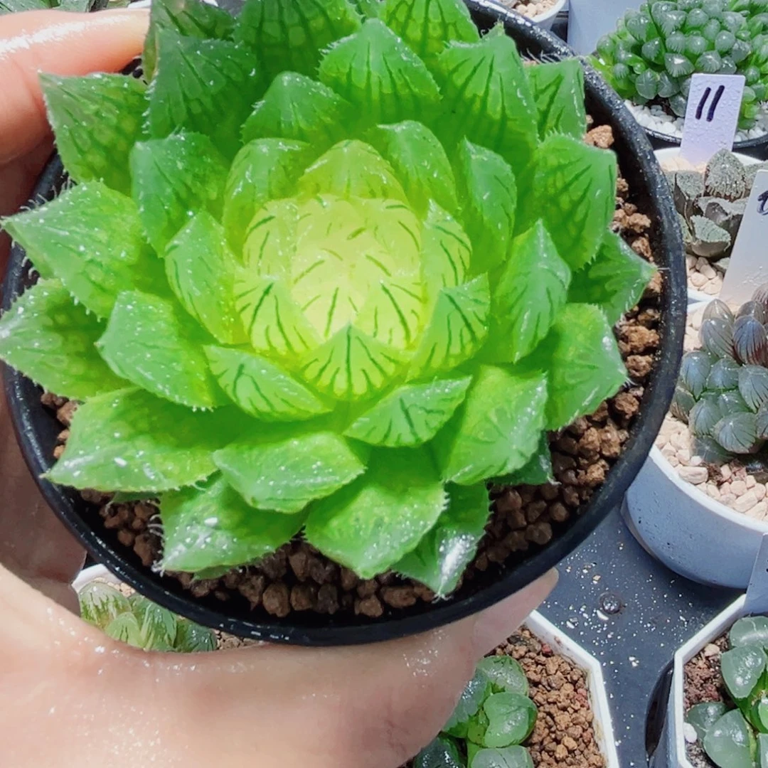 白莲花多肉植物6666