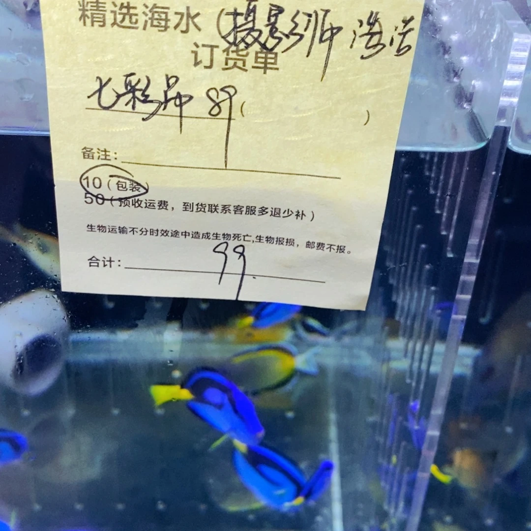 海水鱼七彩吊➕包装