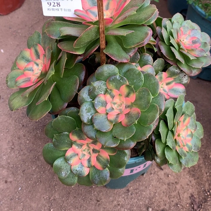 928香妃多肉植物特价