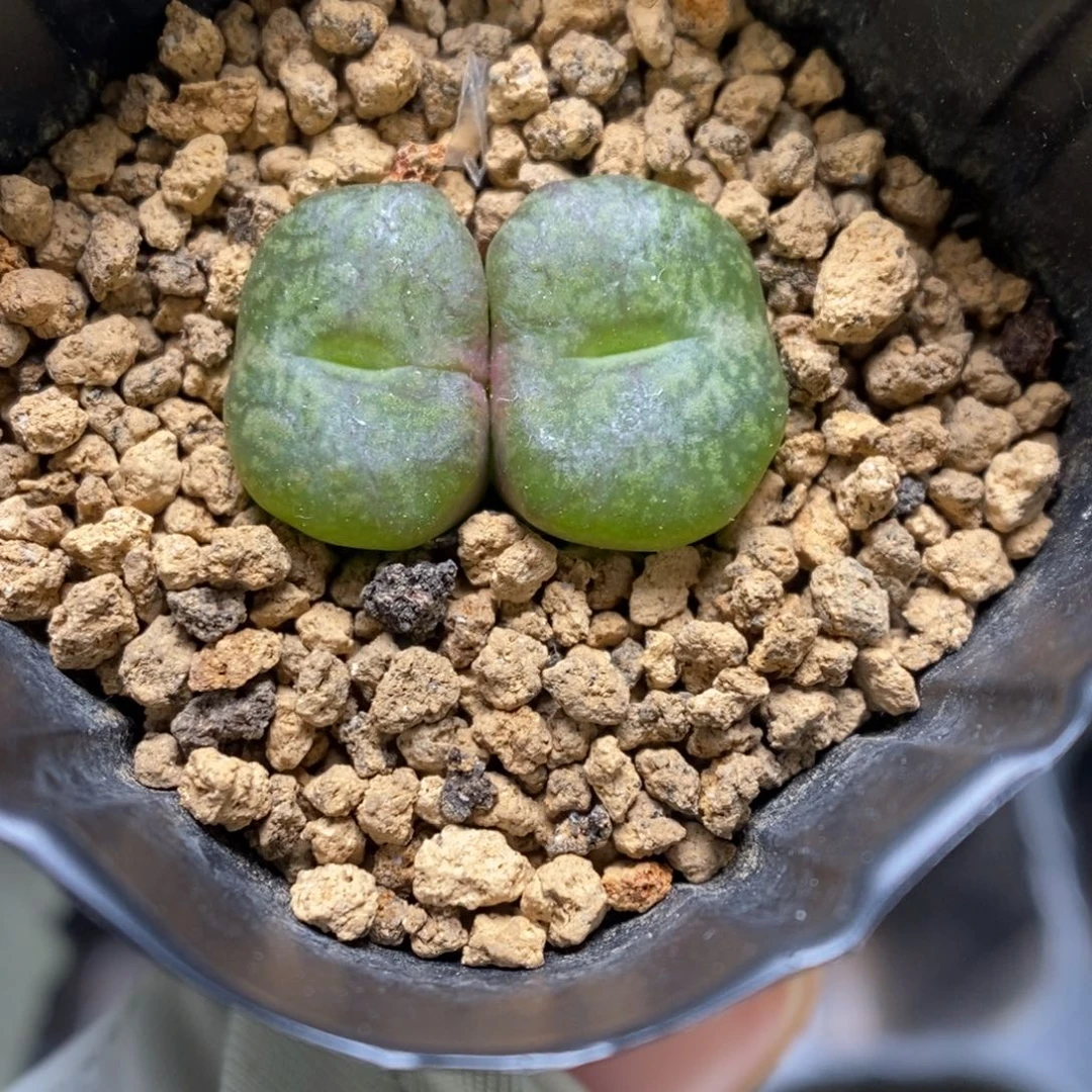 多肉植物肉锥杂交K-3438 毛杂安贞 霜花纹
