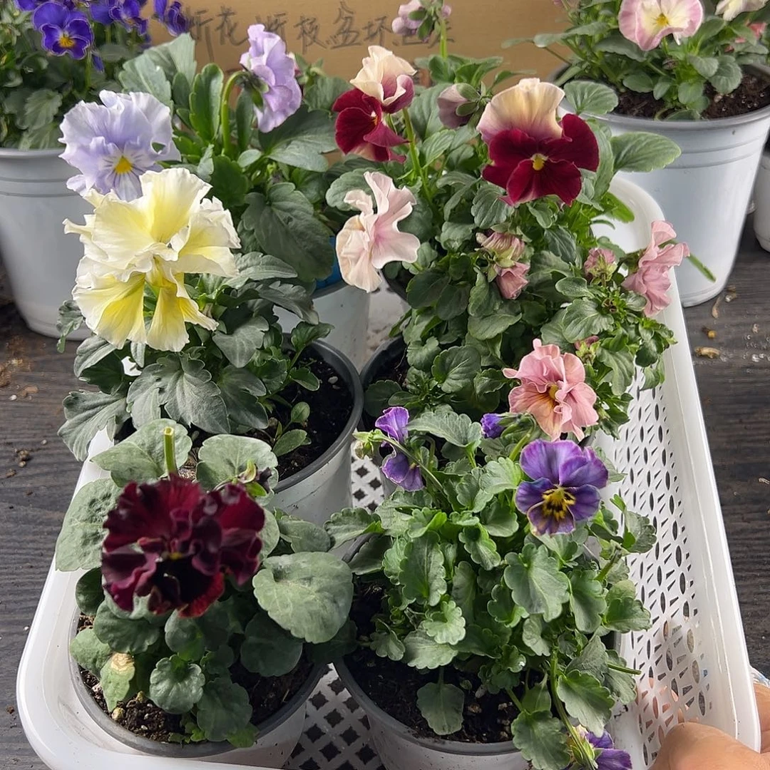 大部分花苞少量开放154号