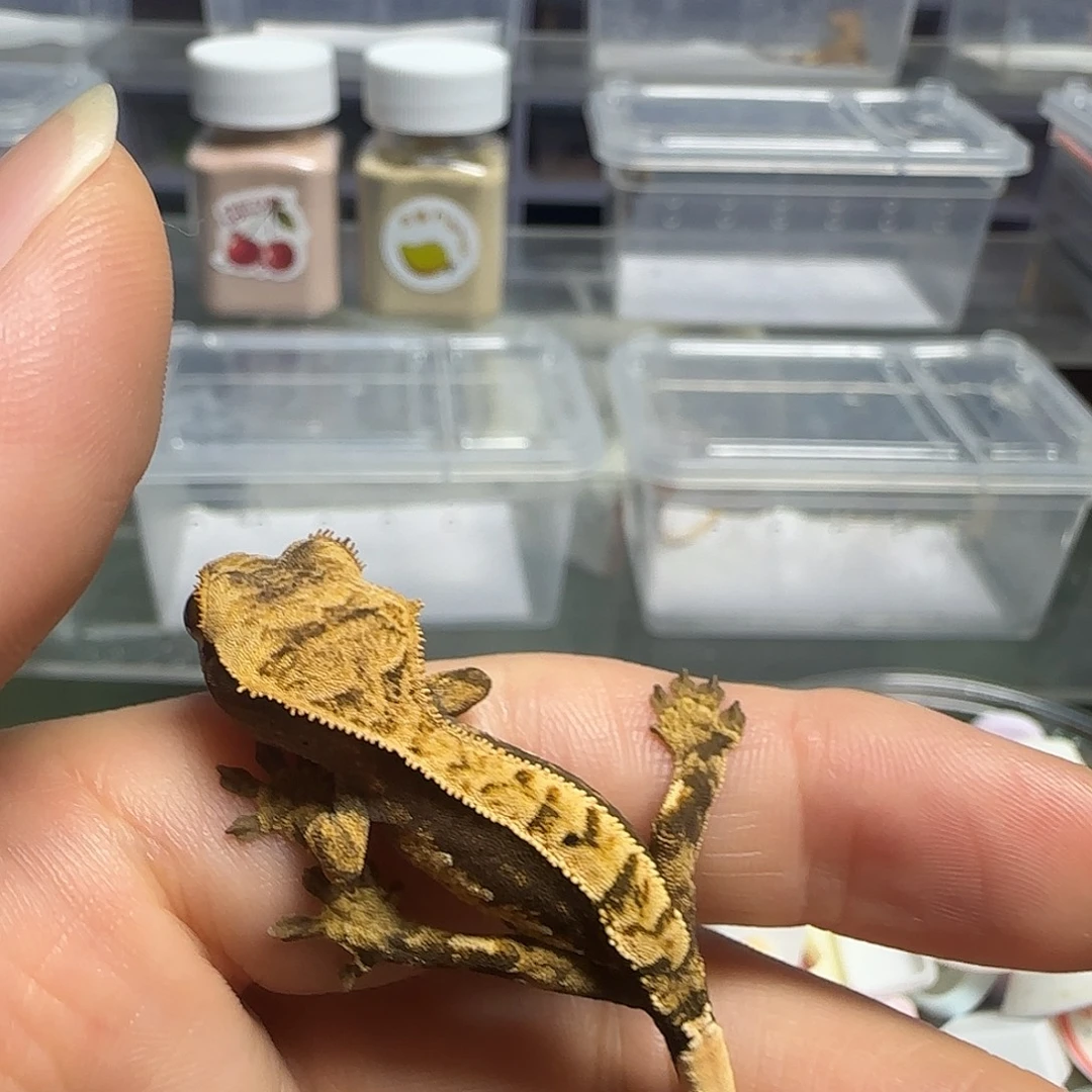 睫角守宫睫角守宫大幼