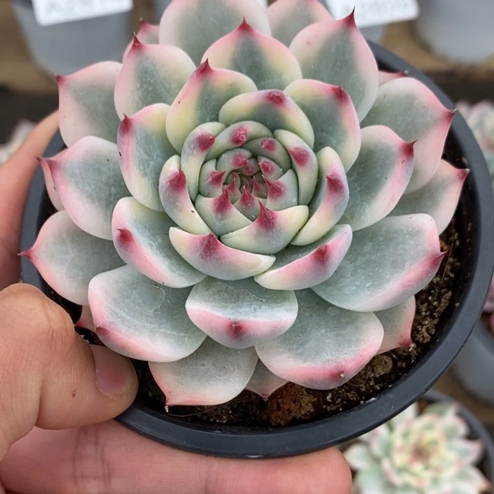 吉娃娃锦多肉植物A2815