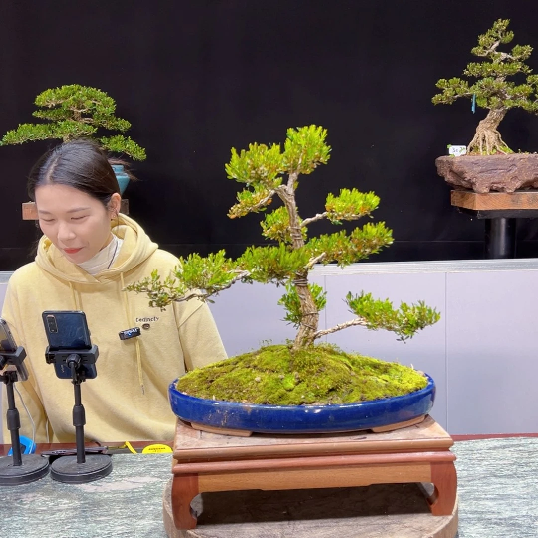 黄杨盆景黄杨盆景雀舌软枝