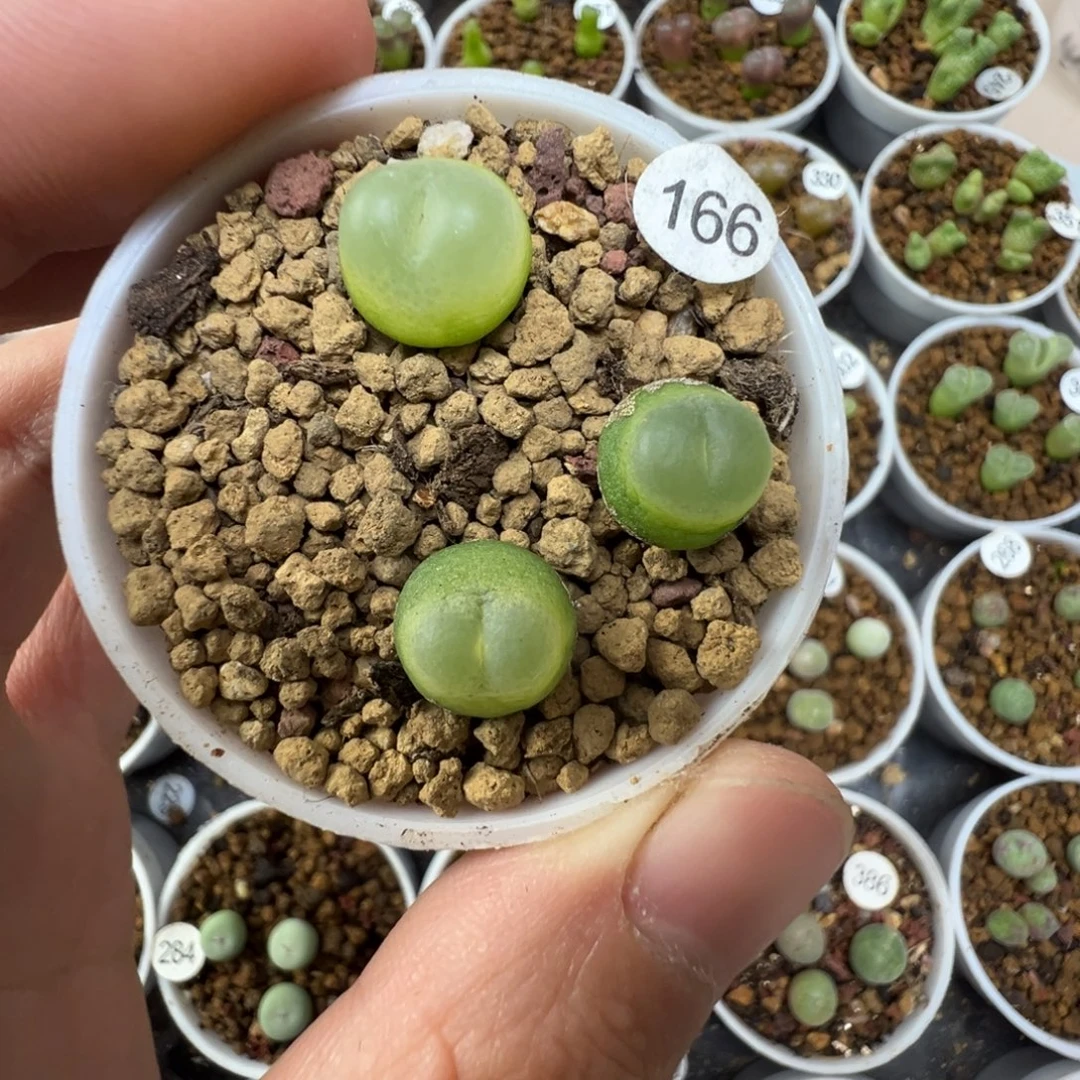 拉登一颗脱土166000