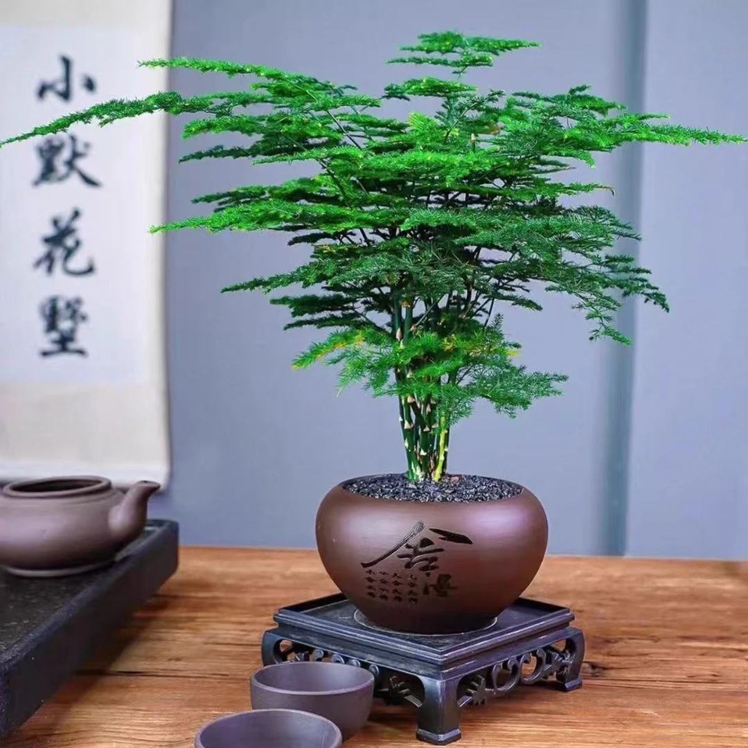 补贴【舍得陶瓷盆】文竹室内植物办公室绿植观叶植物四季常青