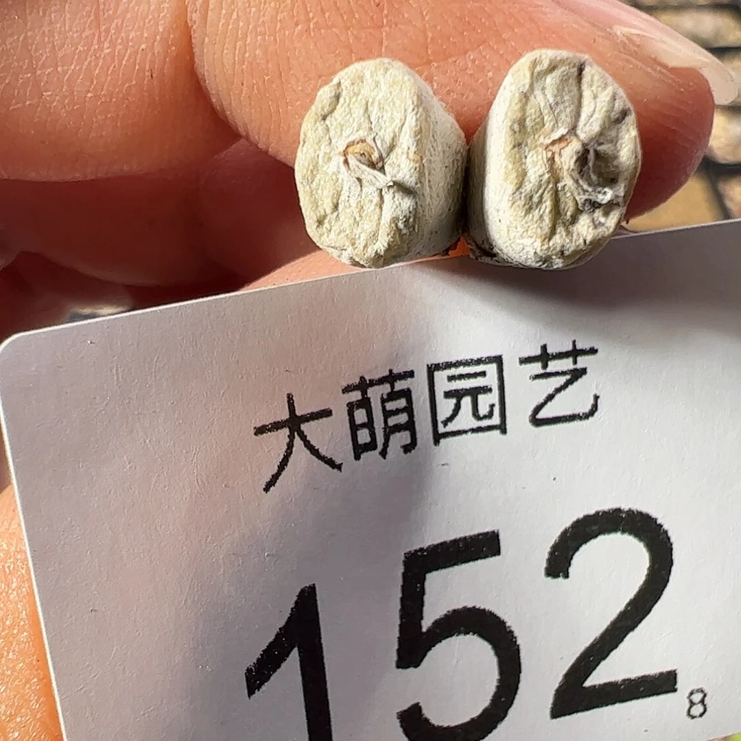 一物一拍。     152