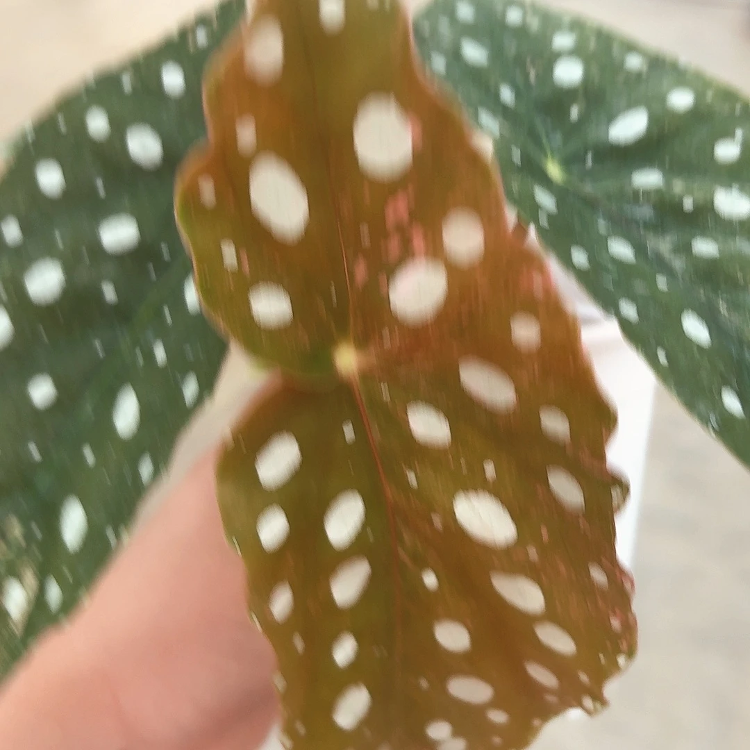 完全开放弱锦鳟鱼