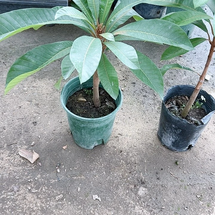 元****小2456788888