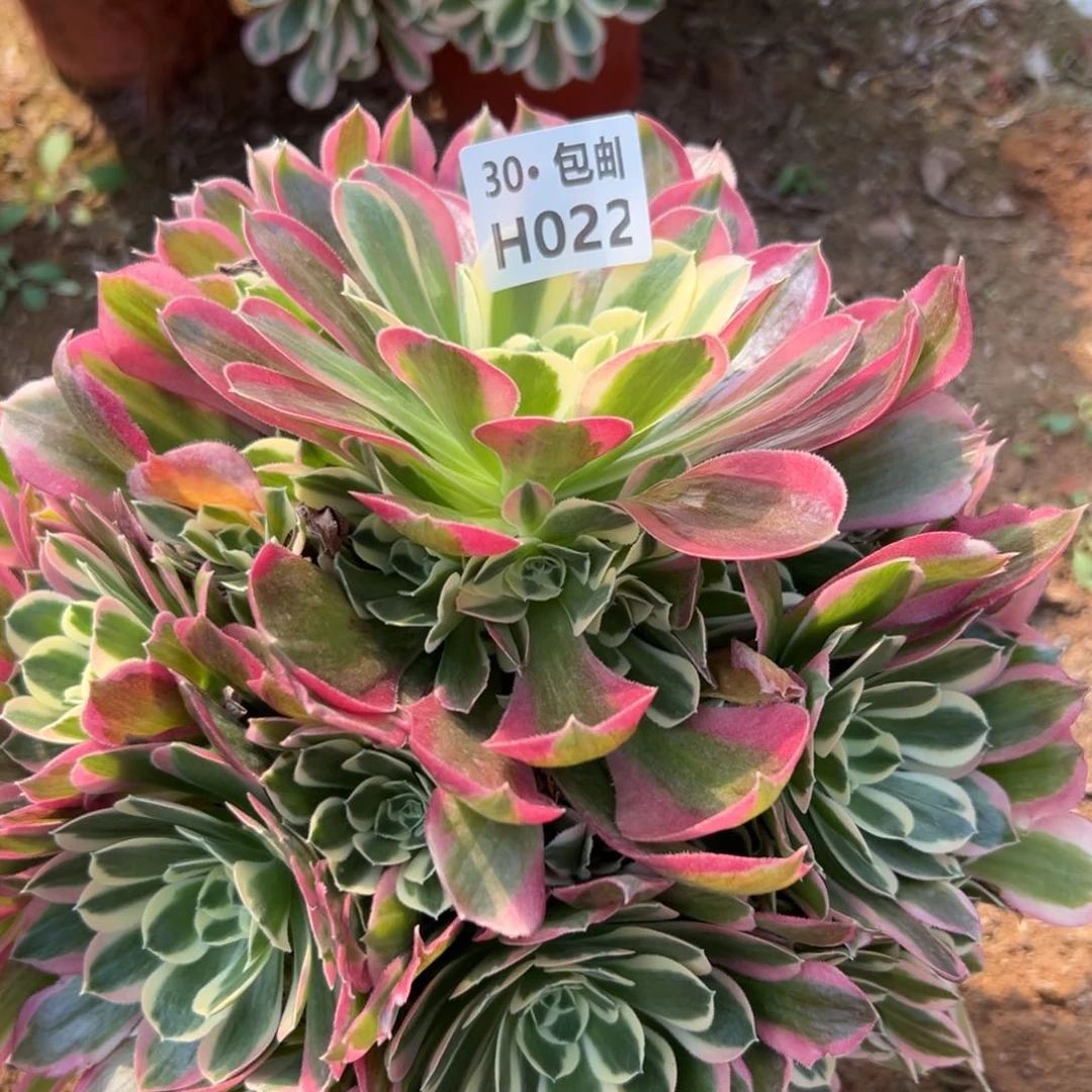 022白凤多肉法师