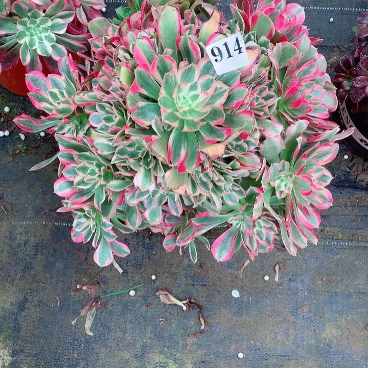 小*格多肉植物女妖914