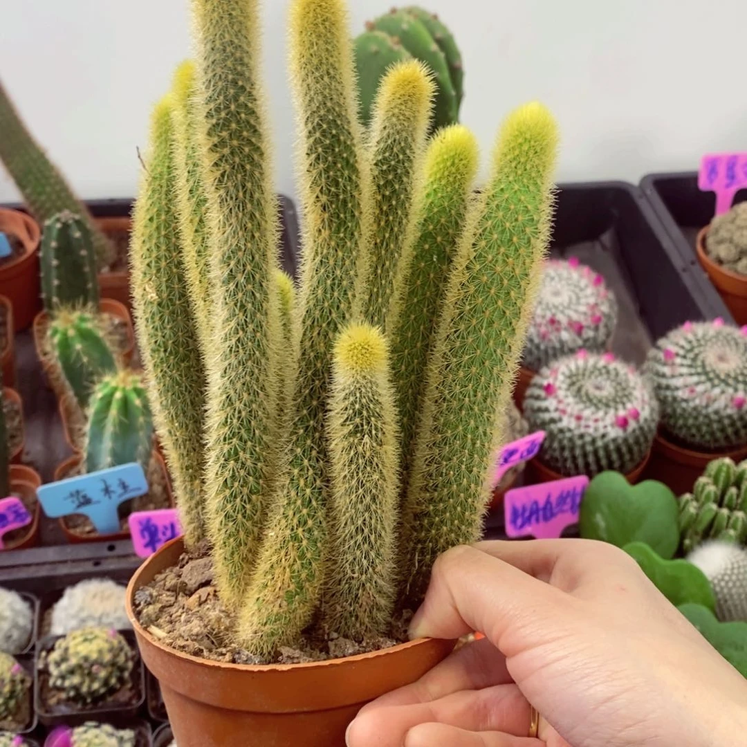 一物一拍一盆无售后