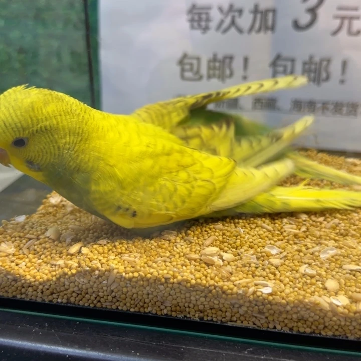 虎皮鹦鹉大头虎皮鹦鹉