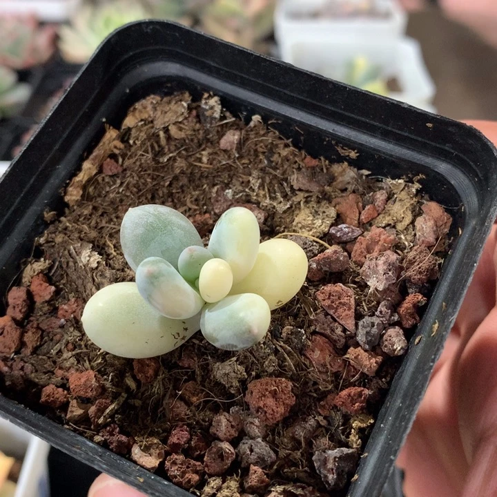 蛋黄奶锦白拉丝锦